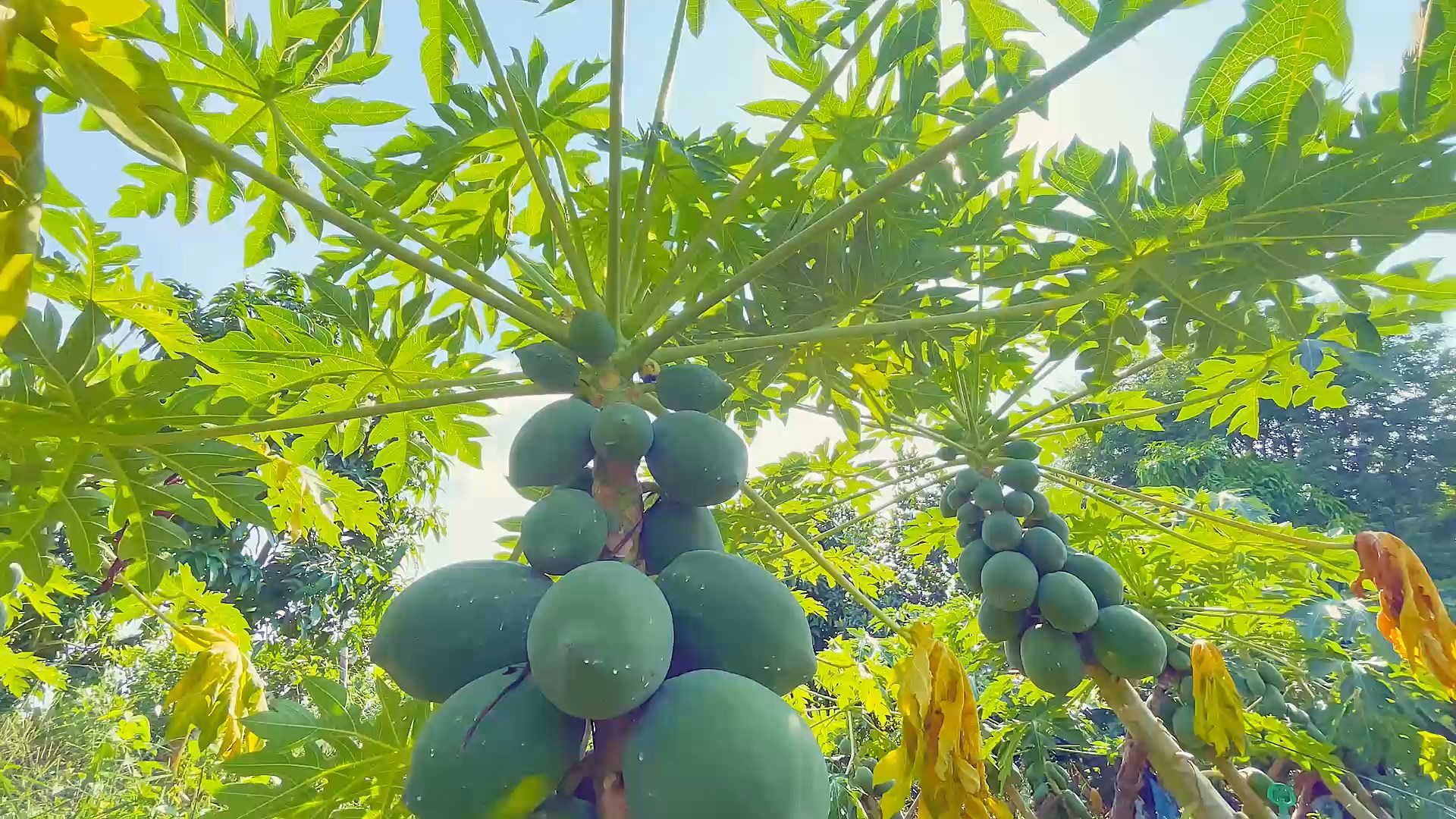 Rita At Papaya Farm In Mekong Delta 2023 