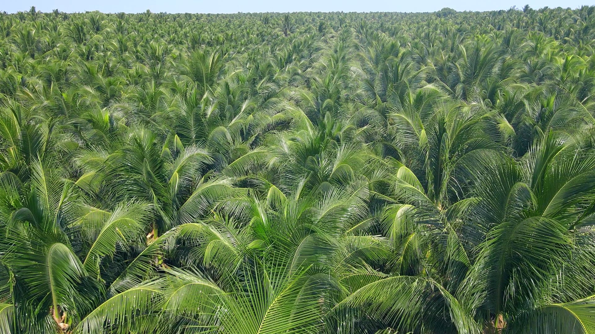 Rita Coconut Farm In Ben Tre Province 