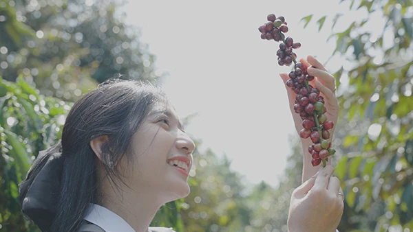 From Highlands to Can Rita Food and Drink CoLtd Visits Vietnams Coffee Gardens in Peak Harvest Season 15