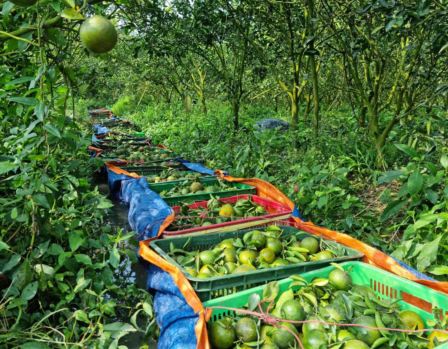 Orange Delights: From Orchard to Refreshing Beverage